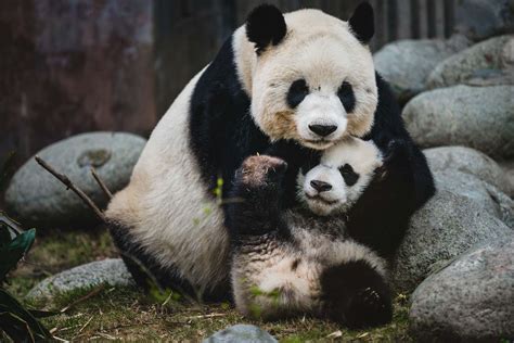 Chengdu Panda Country Wildchina