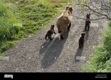 brown bears mother with cubs casting shadow on road katmai national park alaska usa stock