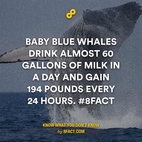 Babtly Blue Whales Meme By Ahadsy5 Memedroid