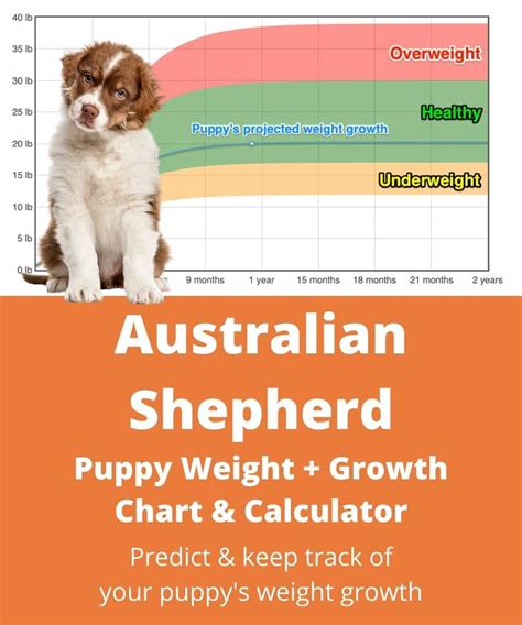 Australian Shepherd Weight Growth Chart 2024 How Heavy Will My Australian Shepherd Weigh