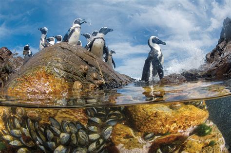 Picture Of African Penguins On Mercury Island Namibia World Most