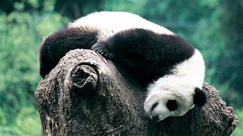 panda ping hot sex picture