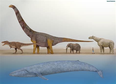 Blue Whale Size Comparison Dinosaur Home