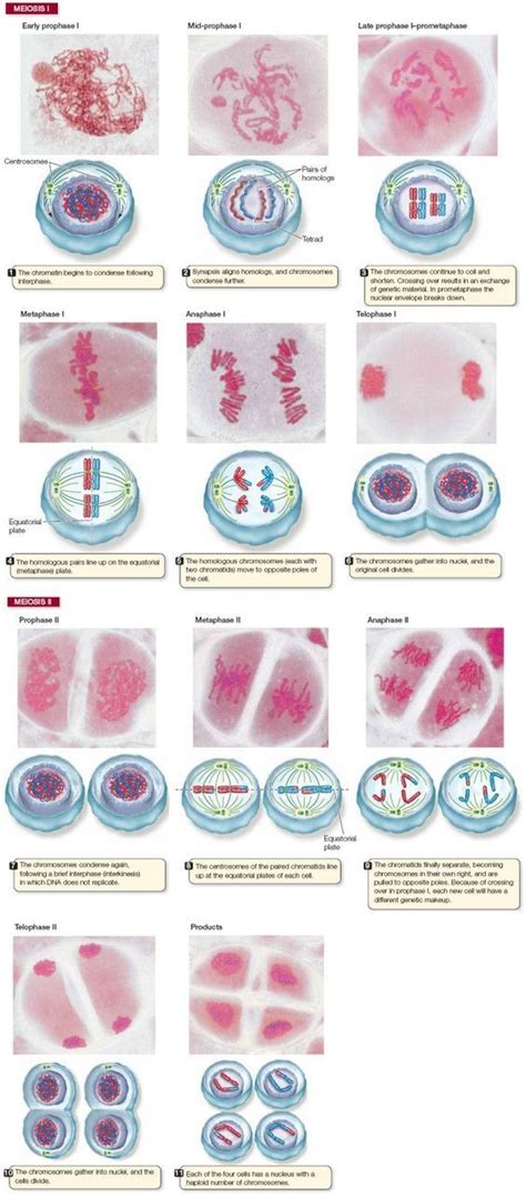 Fisiologia Celular Meiosis Cell Cycle Mitosis Images