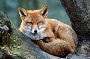 Rotfuchs Foto & Bild | tiere, zoo, wildpark & falknerei, säugetiere ...