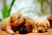 puppies, Puppy, Baby, Dog, Dogs, 41 Wallpapers HD / Desktop and Mobile ...