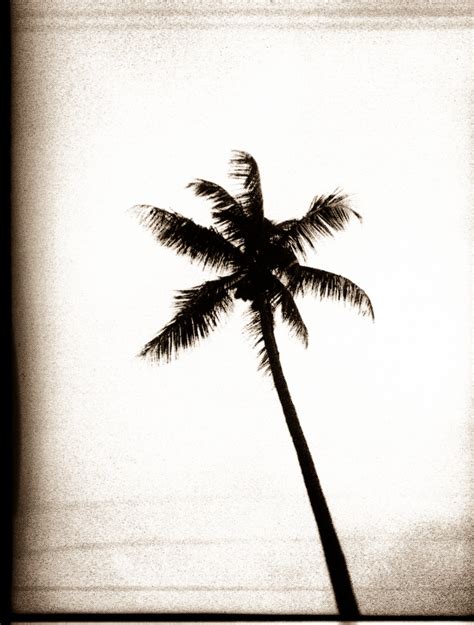 Creepy Palm Tree In Miamibeach Jay Versluis
