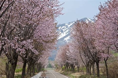 You Can Enjoy The Snow Corridor And Cherry Blossoms In