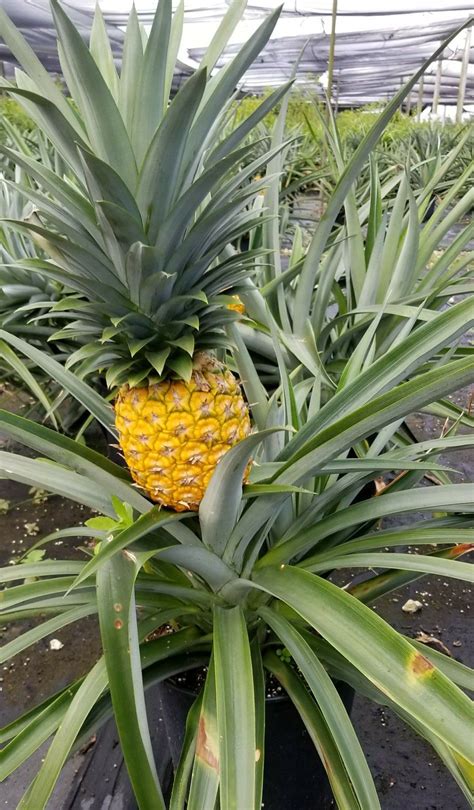 Pin By Michelle Dennis On Garden Pineapple Planting Miniature Fruit Trees Pineapple Farm