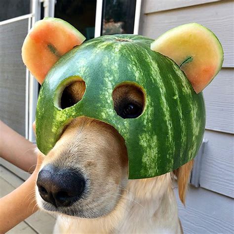 Gallery Of Dogs Wearing Watermelon Helmets