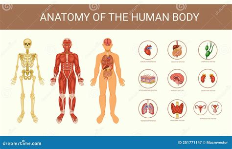 Educative Anatomy Physiology Organ System Human Body Set Vector Flat