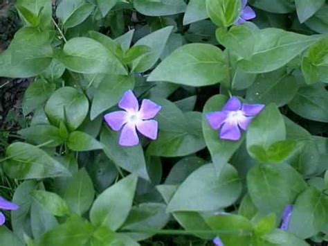 Vincas How To Grow And Care For Periwinkle Plants Vinca Garden