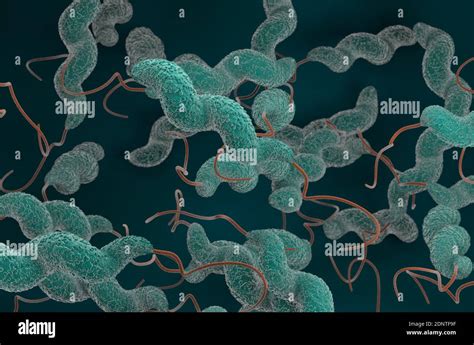 La Bacteria Campylobacter Jejuni 3d Muestra La Ilustración Fotografía