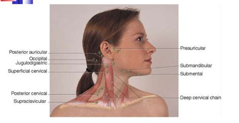 How to decompress your full back for instant pain relief. swollen lower neck glands - Google Search | Lymph nodes ...