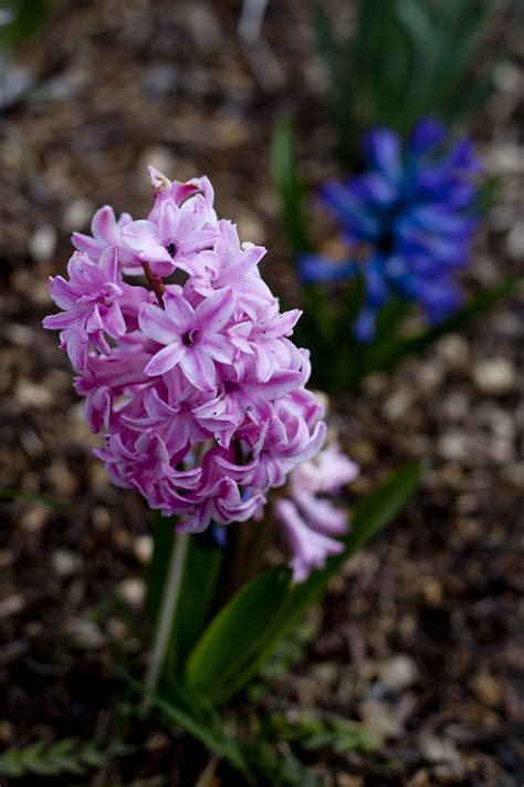 Are you ready for spring? Loving the Spring - Eating Richly