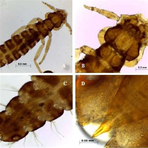A Piagetiella Titan Lice Showed Anterior End 40x B Larvae 40x