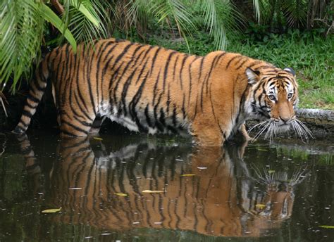Malaysia is comprised of 13 states and three wilayah persekutuan (wp) or federal territories, which include labuan, an offshore financial center on the east; Malaysian Tiger | The Biggest Animals Kingdom