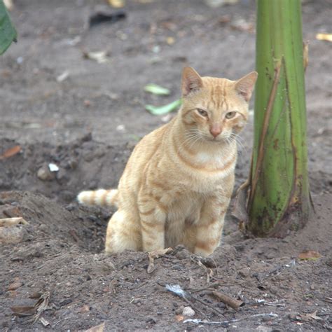 How Feral Cats Impact The Environment And Local Wildlife Purrpetrators