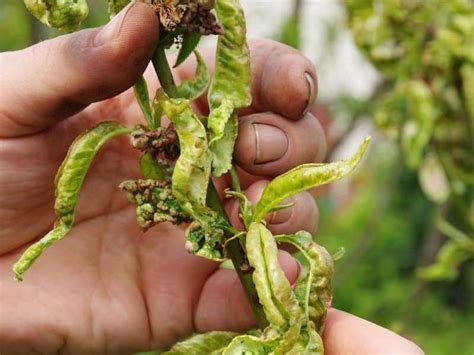 How To Identify And Treat Peach Leaf Curl Couch To Homestead