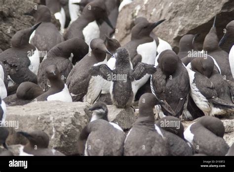 Common Guillemot Uria Aalge Isle Of Lunga Inner Hebrides Scotland