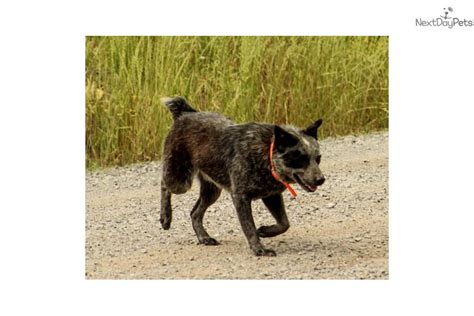 Calico Australian Cattle Dogblue Heeler Puppy For Sale Near