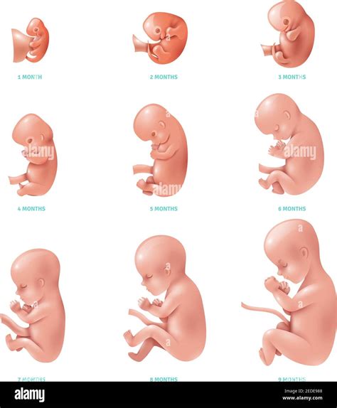 Birth Concept Umbilical Cut Out Stock Images Pictures Alamy