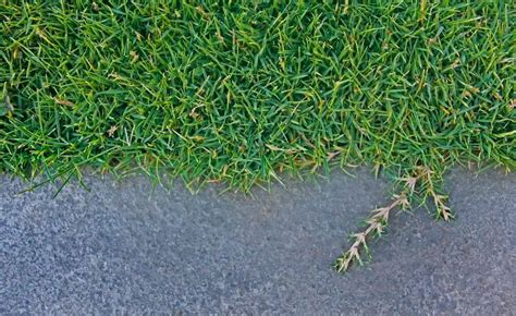 Does Bermuda Grass Have Runners Yes Answer Explained
