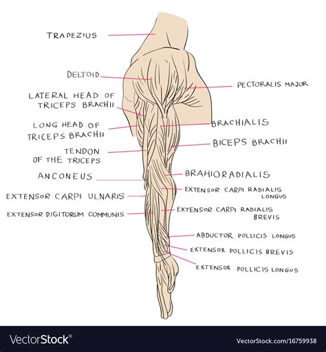 Lateral Muscles Of Arm Color Royalty Free Vector Image