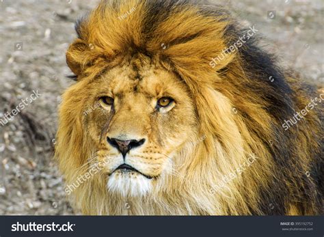 Beautiful Mighty Lion Stock Photo 395192752 Shutterstock