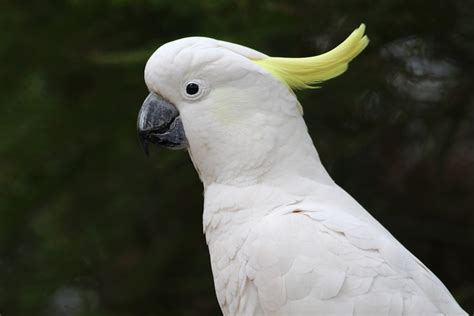 White Parrot Pictures Download Free Images On Unsplash