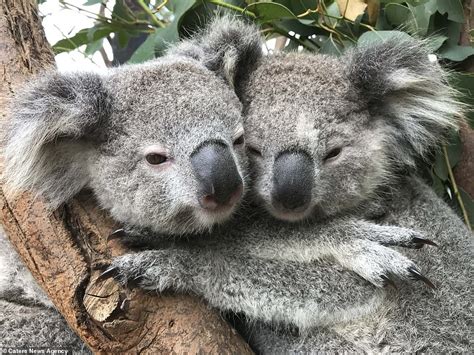 Adorable Photographs Show Cute Koalas Cuddling At A Reptile Park The