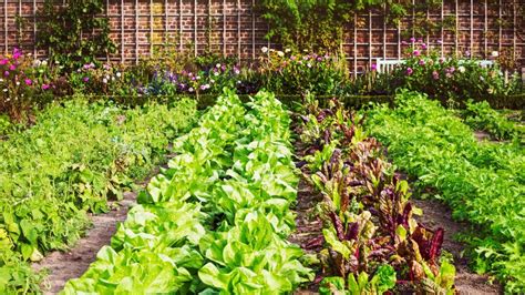 Sun Loving Vegetables And Herbs For Your Garden