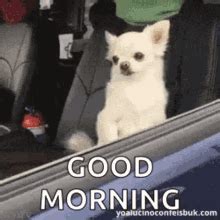 The perfect goodmorning puppy cute animated gif for your conversation. 4 Good Morning Gifs Ideas for Her That Will Definitely ...