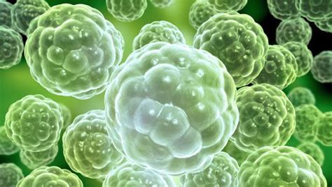 Animal cells and plant cells have features in common, such as a nucleus, cytoplasm, cell membrane, mitochondria and ribosomes. All living things are made up of cells. Multicellular made ...