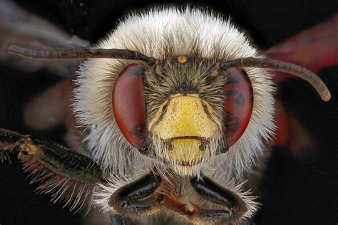 Free Images Fly Beak Fauna Invertebrate Close Up Wings Hornet