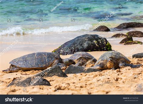 Laniakea Beach Images Stock Photos Vectors Shutterstock