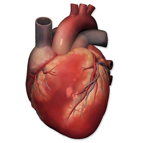 Anterior View Of Human Heart Anatomy Photograph By Alayna Guza
