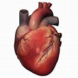 Anterior View Of Human Heart Anatomy Photograph by Alayna Guza - Pixels ...