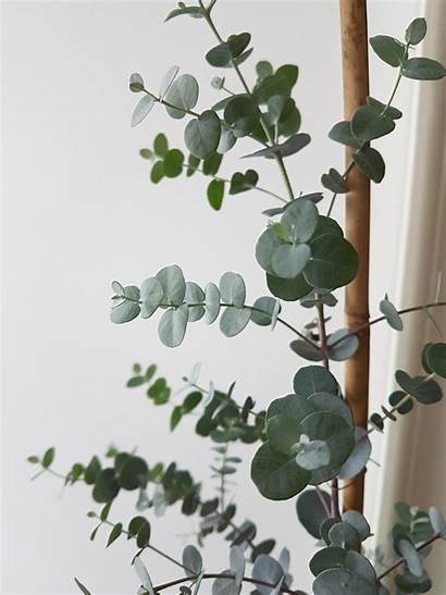 Eucalyptus Growing Tips Looking Houseplants