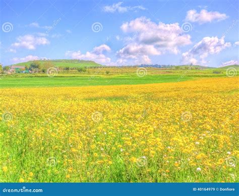 Landscape Yellow Flowers Field Under Blue Sky In Spring Stock Image