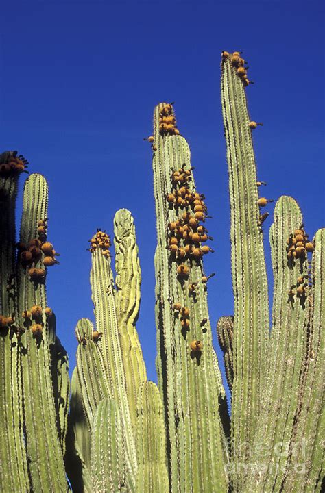 Giant Cordon Cactus San Jose Del Cabo Mexico Photograph By John Mitchell