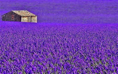 Flowers Lavender Field France Nature Provence Purple Flower