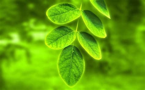 Free Download Green Leaf Wallpaper Download Green Leaf Green Leaf Hd