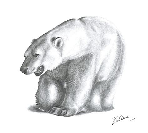 Polar Bear Drawing Pencil Sketch Colorful Realistic Art Images