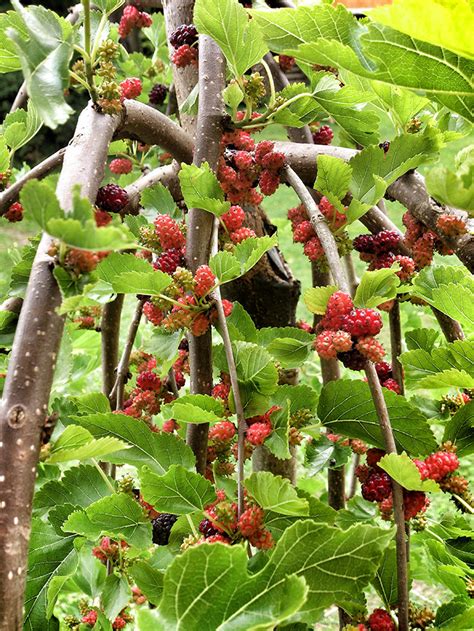 Growing Mulberries A Complete Guide On How To Plant Grow And Harvest