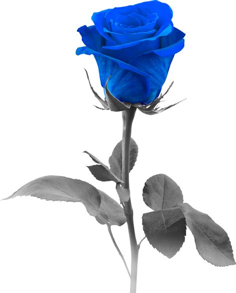 Download Blue Roses Png Blue Rose Png Image With No Background Pngkey