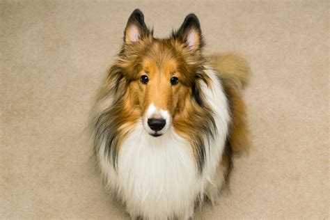 Collie Rough Dogs Breed Information Omlet