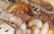A Guide to Drywood Termite Identification and Treatment - Killum Pest ...