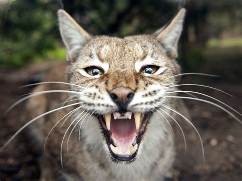 Lynx To Be Reintroduced Into Wild In Britain After A 1300 Year Absence
