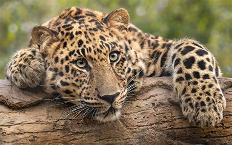 2048x1306 Wildlife Predator Animal Big Cat Jaguar Wallpaper